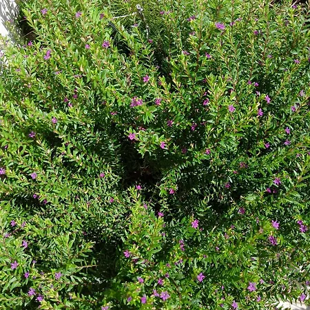 Green54verde Gazde/Camere de închiriat