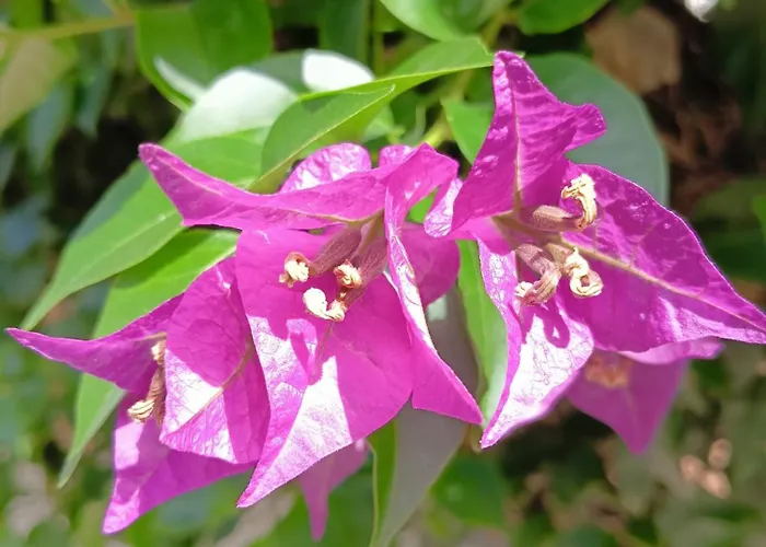 Homestay Green54verde Bari