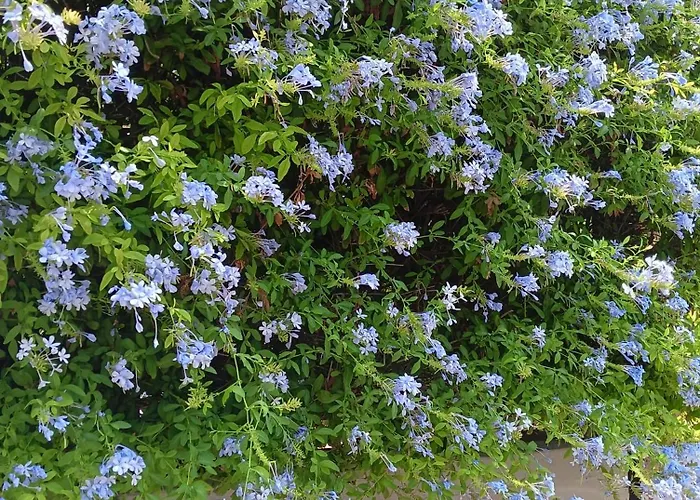 Homestay Green54verde Bari