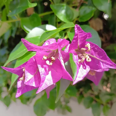 Alloggio in famiglia Green54verde Bari