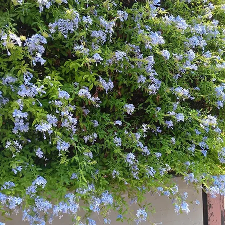 Kwatera prywatna Green54verde Bari