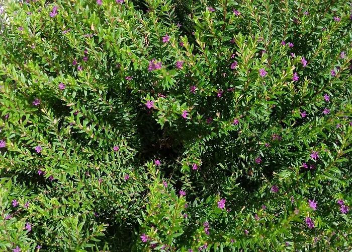 Green54verde Alloggio in famiglia